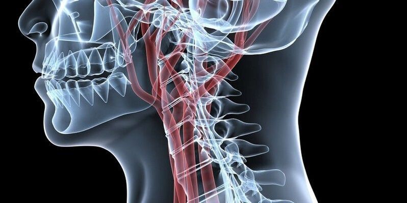 Blood vessels of the cervical spine